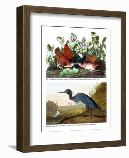 Key West Pigeon and Blue Crane, C.1833-36-John James Audubon-Framed Giclee Print