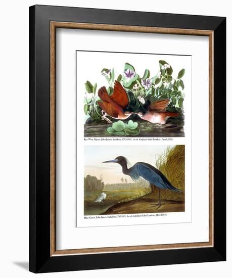 Key West Pigeon and Blue Crane, C.1833-36-John James Audubon-Framed Giclee Print