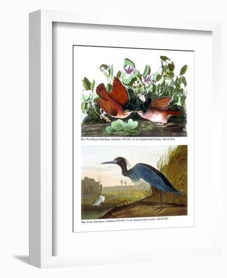 Key West Pigeon and Blue Crane, C.1833-36-John James Audubon-Framed Giclee Print