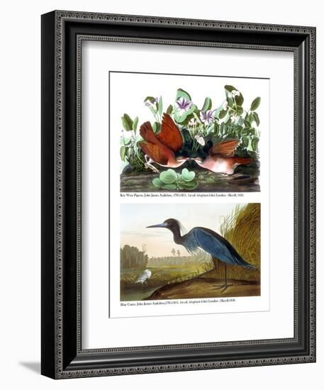 Key West Pigeon and Blue Crane, C.1833-36-John James Audubon-Framed Giclee Print