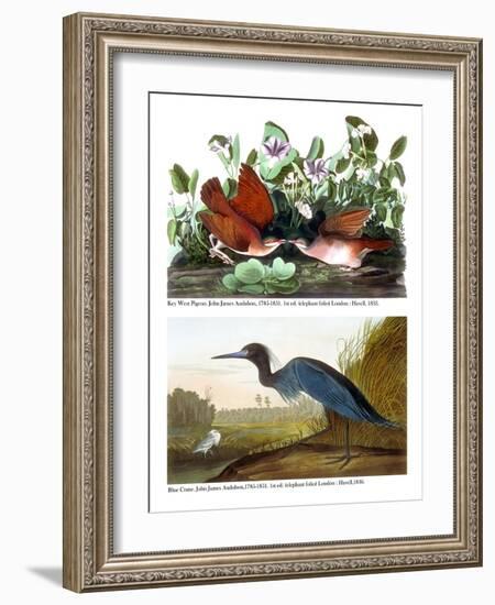 Key West Pigeon and Blue Crane, C.1833-36-John James Audubon-Framed Giclee Print