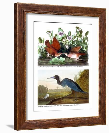 Key West Pigeon and Blue Crane, C.1833-36-John James Audubon-Framed Giclee Print