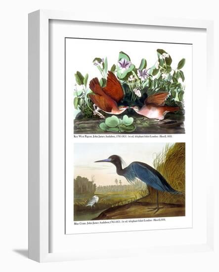 Key West Pigeon and Blue Crane, C.1833-36-John James Audubon-Framed Giclee Print