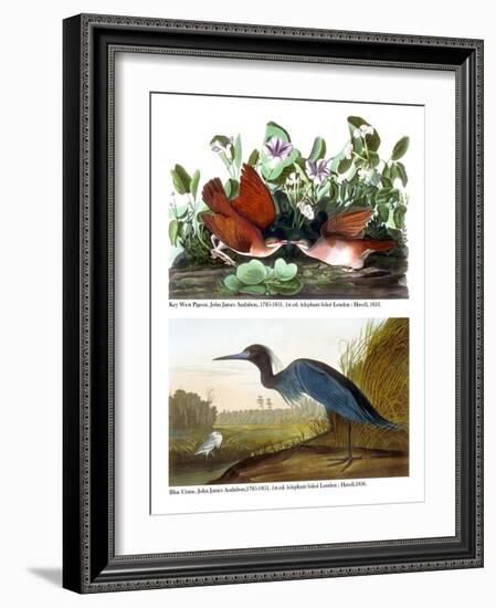 Key West Pigeon and Blue Crane, C.1833-36-John James Audubon-Framed Giclee Print