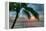 Key West Sunrise One Palm-Robert Goldwitz-Framed Premier Image Canvas