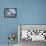 Keyhole Urchin, Sanibel Island, Florida, USA-Rolf Nussbaumer-Framed Premier Image Canvas displayed on a wall