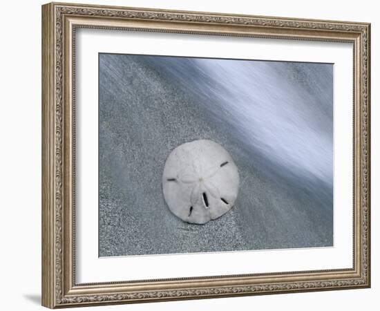 Keyhole Urchin, Sanibel Island, Florida, USA-Rolf Nussbaumer-Framed Photographic Print