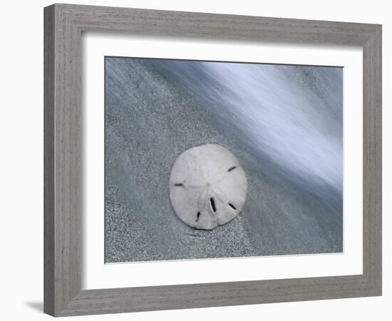 Keyhole Urchin, Sanibel Island, Florida, USA-Rolf Nussbaumer-Framed Photographic Print