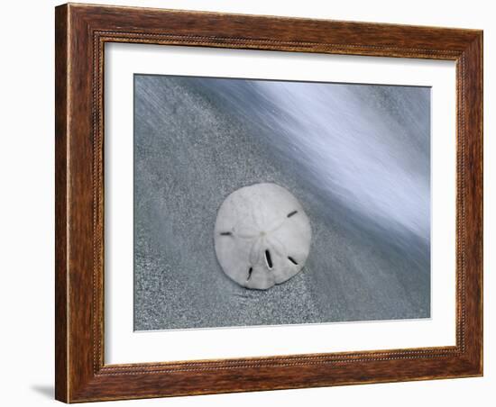 Keyhole Urchin, Sanibel Island, Florida, USA-Rolf Nussbaumer-Framed Photographic Print