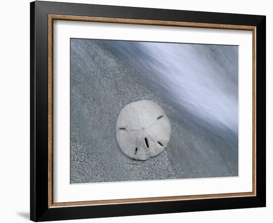 Keyhole Urchin, Sanibel Island, Florida, USA-Rolf Nussbaumer-Framed Photographic Print