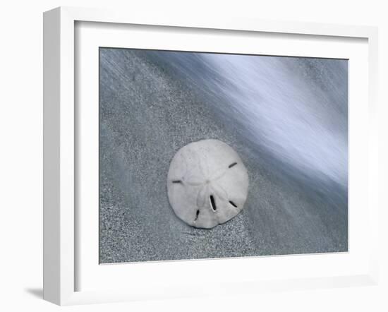 Keyhole Urchin, Sanibel Island, Florida, USA-Rolf Nussbaumer-Framed Photographic Print