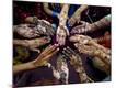 Premium Photographic Print
