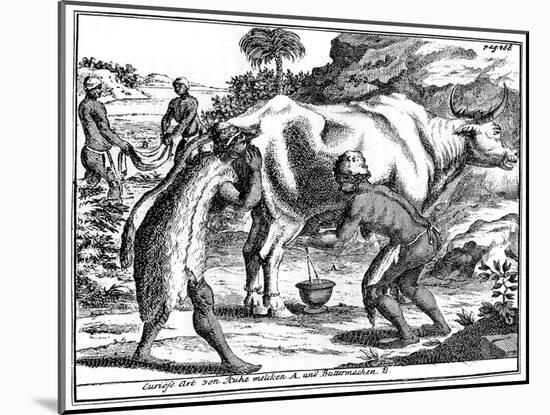 Khoikhois Milking Cows and Making Butter, South Africa, 18th Century-null-Mounted Giclee Print