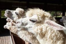 Close up Side View Face of Llama Alpacas in Ranch Farm-khunaspix-Mounted Photographic Print