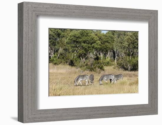 Khwai Concession, Okavango Delta, Botswana-Sergio Pitamitz-Framed Photographic Print