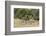 Khwai Concession, Okavango Delta, Botswana-Sergio Pitamitz-Framed Photographic Print