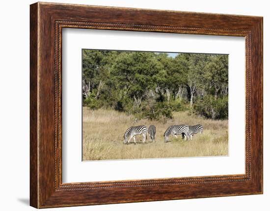 Khwai Concession, Okavango Delta, Botswana-Sergio Pitamitz-Framed Photographic Print