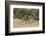 Khwai Concession, Okavango Delta, Botswana-Sergio Pitamitz-Framed Photographic Print