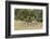 Khwai Concession, Okavango Delta, Botswana-Sergio Pitamitz-Framed Photographic Print