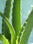 Aloe Vera-Kia Nu-Mounted Photographic Print