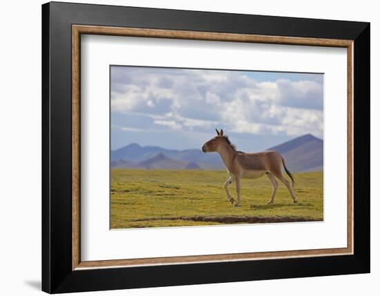 Kiang, Sanjiangyuan National Nature Reserve, Qinghai-Tibet Plateau, Qinghai Province, China-Dong Lei-Framed Photographic Print