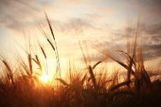 Landscape Fantastic Sunset on the Wheat Field Sunbeams Glare-Kichigin-Photographic Print