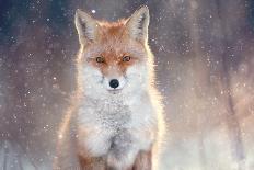 Red Fox in Winter Forest Pretty-Kichigin-Photographic Print