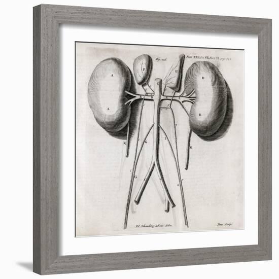 Kidney Anatomy, 18th Century-Middle Temple Library-Framed Photographic Print