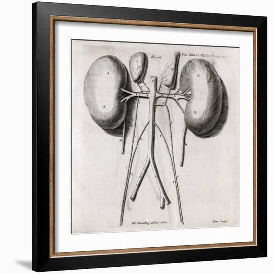 Kidney Anatomy, 18th Century-Middle Temple Library-Framed Photographic Print