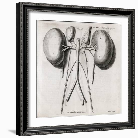 Kidney Anatomy, 18th Century-Middle Temple Library-Framed Photographic Print