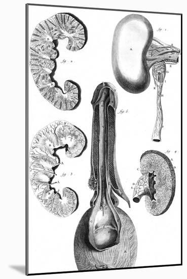 Kidney and Bladder 18th C.-null-Mounted Art Print