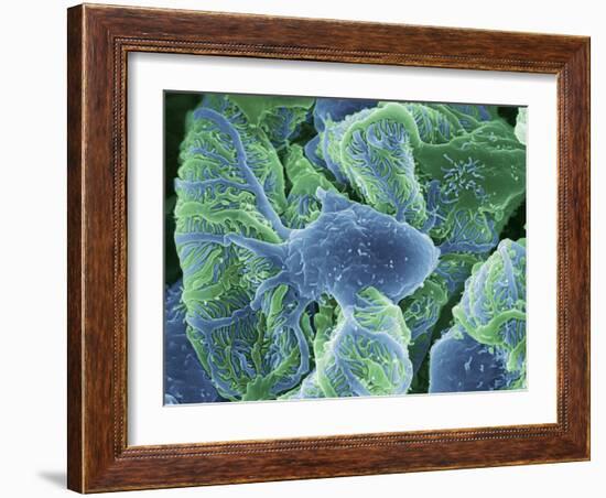 Kidney Glomeruli, SEM-Steve Gschmeissner-Framed Photographic Print