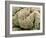 Kidney Glomeruli, SEM-Steve Gschmeissner-Framed Photographic Print