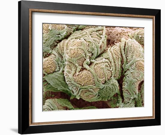 Kidney Glomeruli, SEM-Steve Gschmeissner-Framed Photographic Print