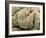 Kidney Glomeruli, SEM-Steve Gschmeissner-Framed Photographic Print