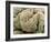 Kidney Glomeruli, SEM-Steve Gschmeissner-Framed Photographic Print