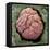 Kidney Glomerulus, SEM-Steve Gschmeissner-Framed Premier Image Canvas