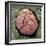 Kidney Glomerulus, SEM-Steve Gschmeissner-Framed Premium Photographic Print