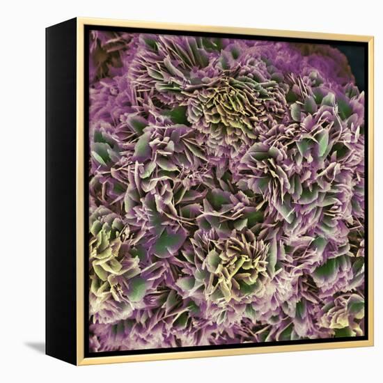 Kidney Stone Crystals, SEM-Steve Gschmeissner-Framed Premier Image Canvas