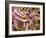 Kidney Stone Crystals, SEM-Steve Gschmeissner-Framed Photographic Print