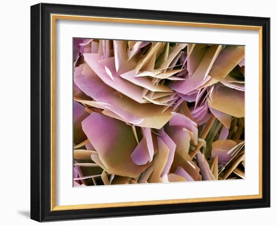 Kidney Stone Crystals, SEM-Steve Gschmeissner-Framed Photographic Print