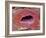 Kidney Tubule, SEM-Steve Gschmeissner-Framed Photographic Print