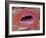 Kidney Tubule, SEM-Steve Gschmeissner-Framed Photographic Print