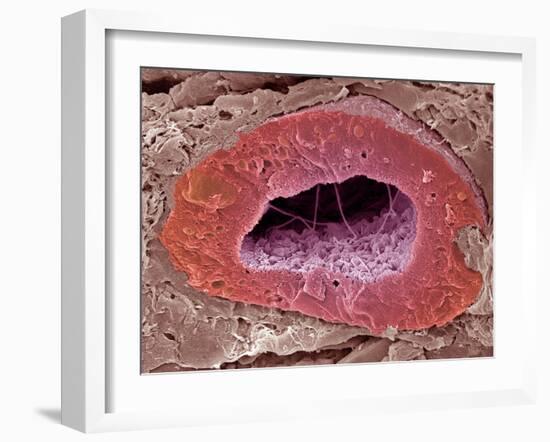 Kidney Tubule, SEM-Steve Gschmeissner-Framed Photographic Print