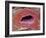 Kidney Tubule, SEM-Steve Gschmeissner-Framed Photographic Print