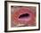 Kidney Tubule, SEM-Steve Gschmeissner-Framed Photographic Print