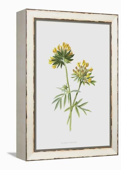 Kidney-Vetch (Chromolitho)-Frederick Edward Hulme-Framed Premier Image Canvas