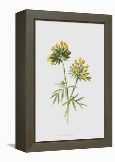 Kidney-Vetch (Chromolitho)-Frederick Edward Hulme-Framed Premier Image Canvas