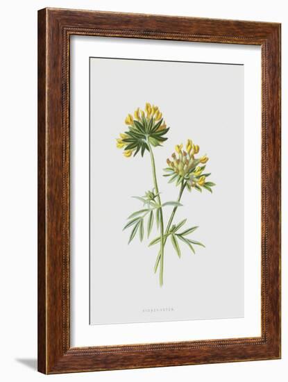 Kidney-Vetch (Chromolitho)-Frederick Edward Hulme-Framed Giclee Print