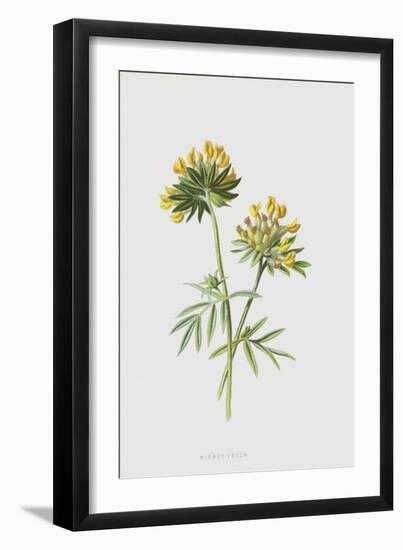 Kidney-Vetch (Chromolitho)-Frederick Edward Hulme-Framed Giclee Print